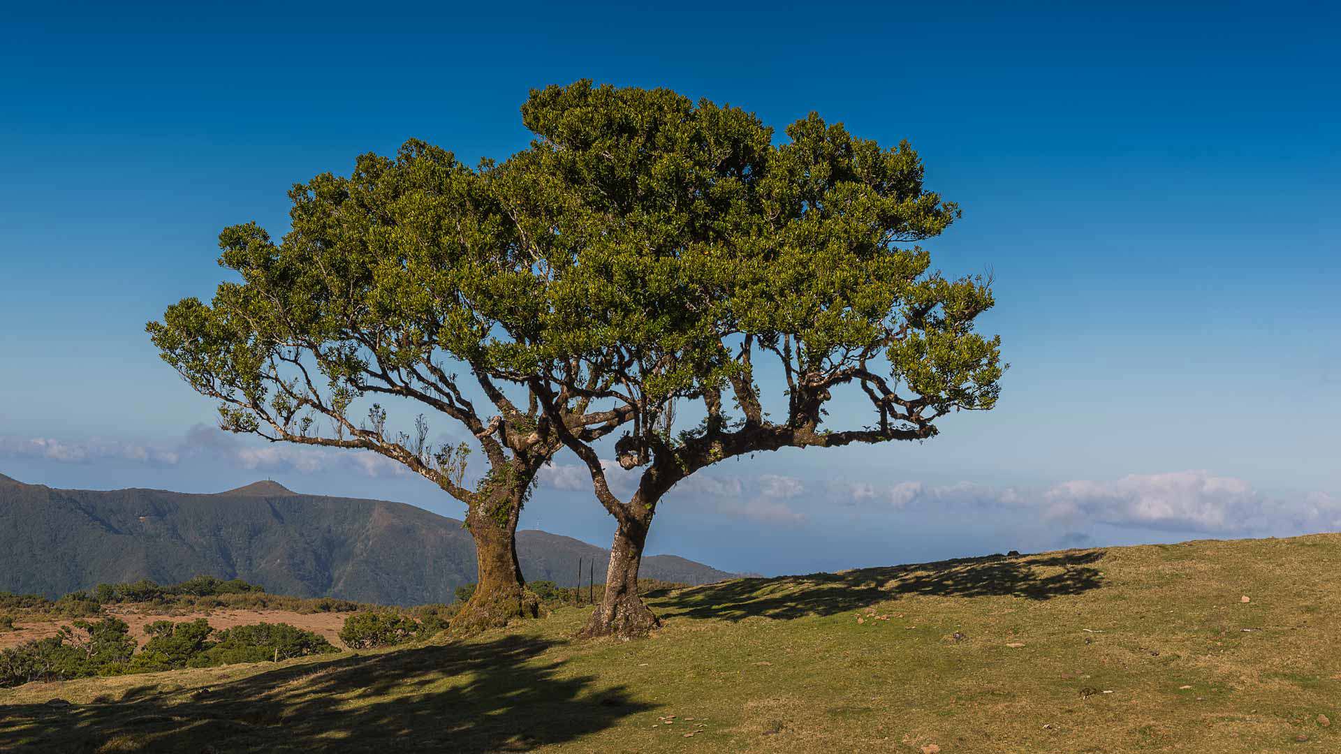 posto florestal do fanal 4
