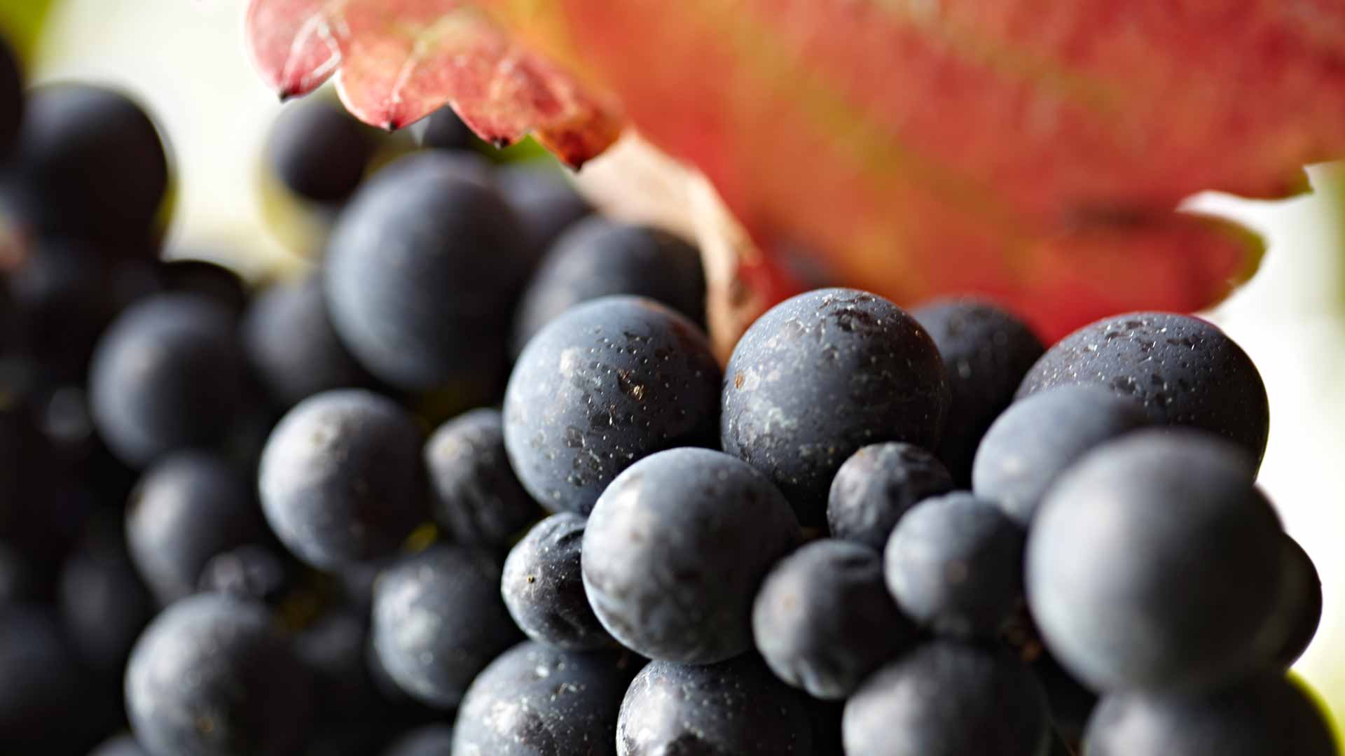 Rota dos Vinhos da Madeira 4