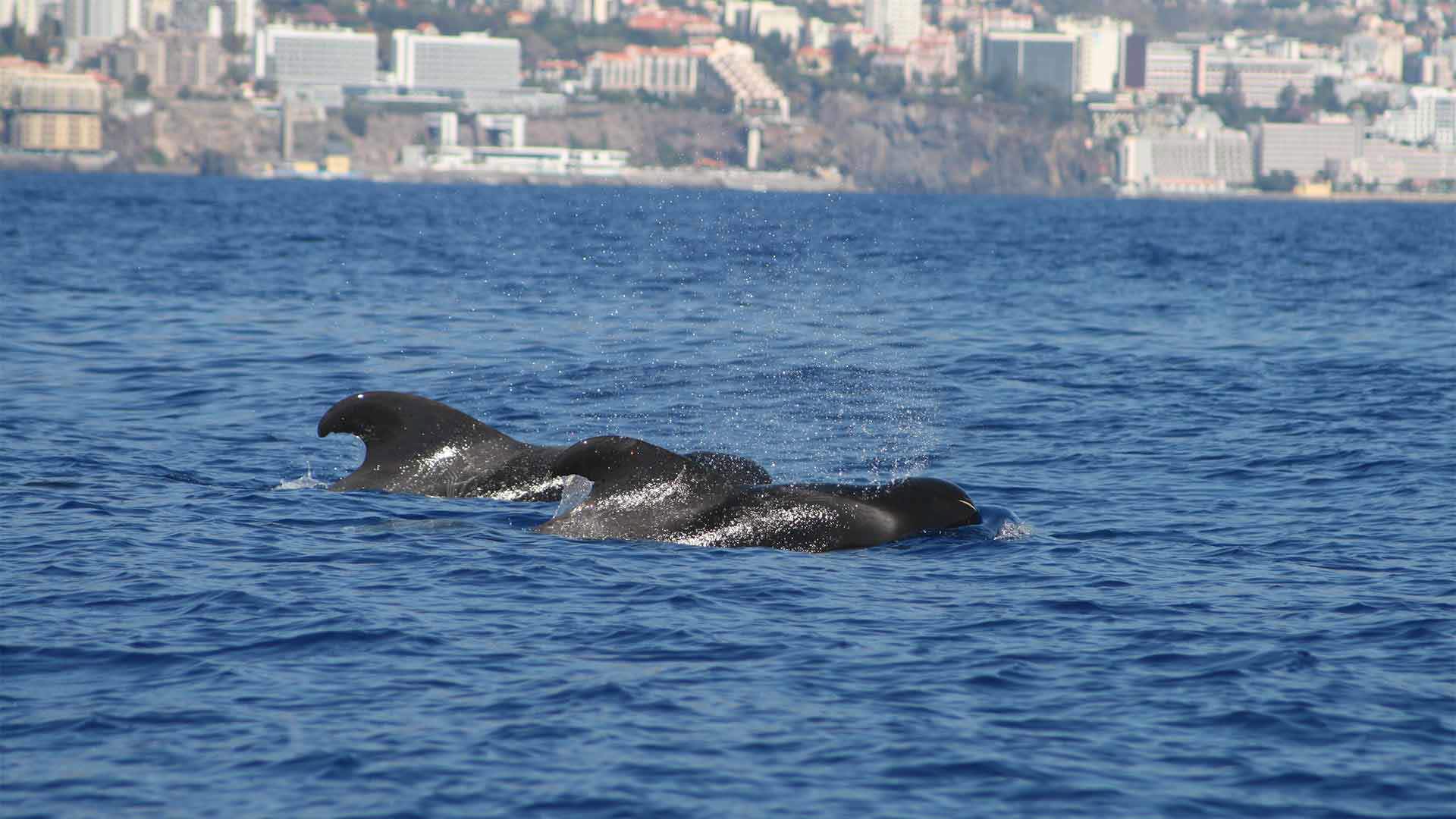 walbeobachtung madeira 9