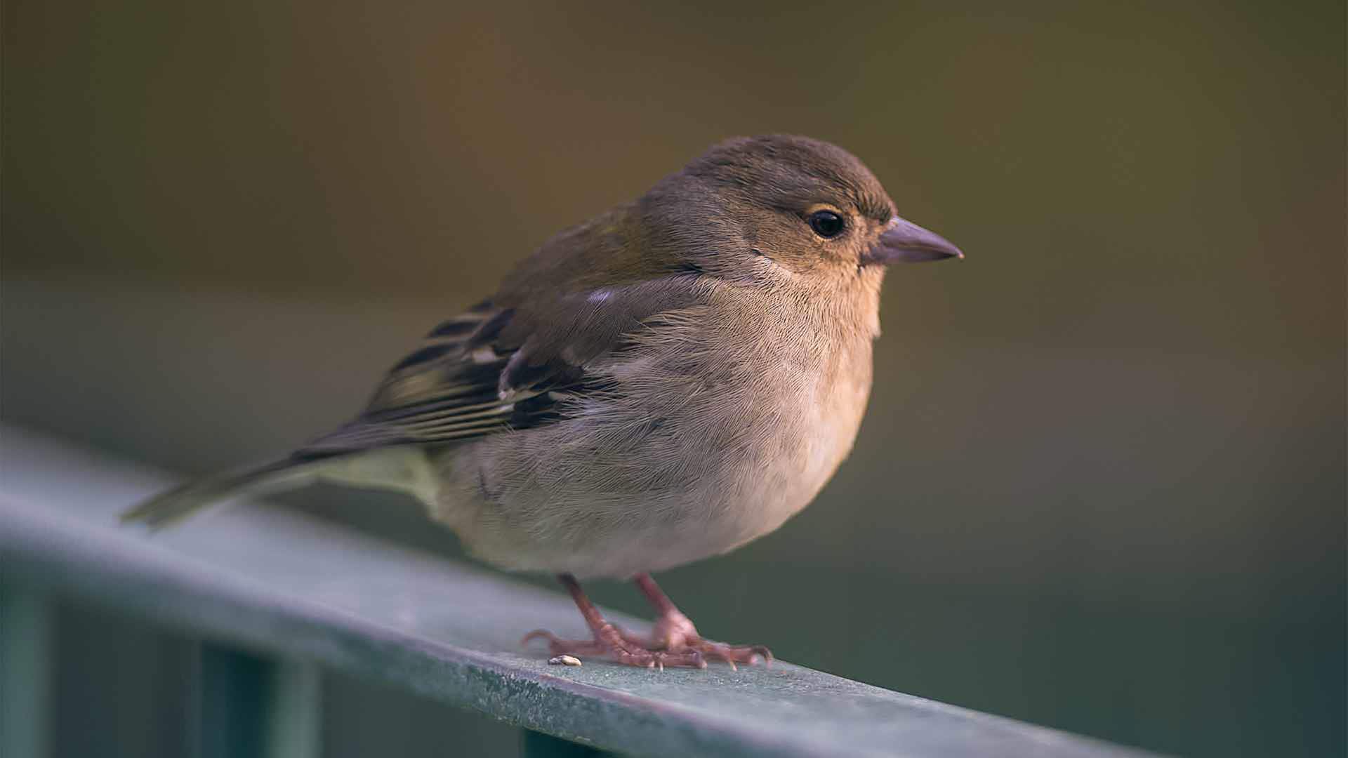 observação de aves na madeira 2