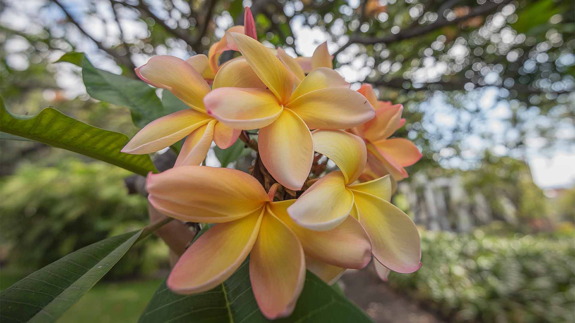 jardim quinta das cruzes 1