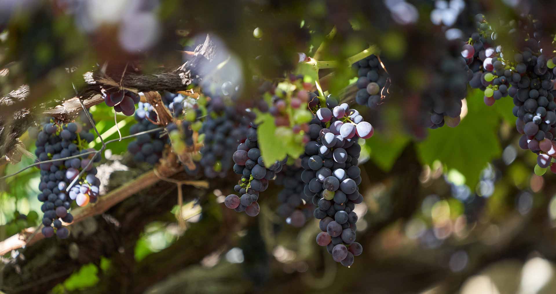 Rota dos Vinhos da Madeira 18