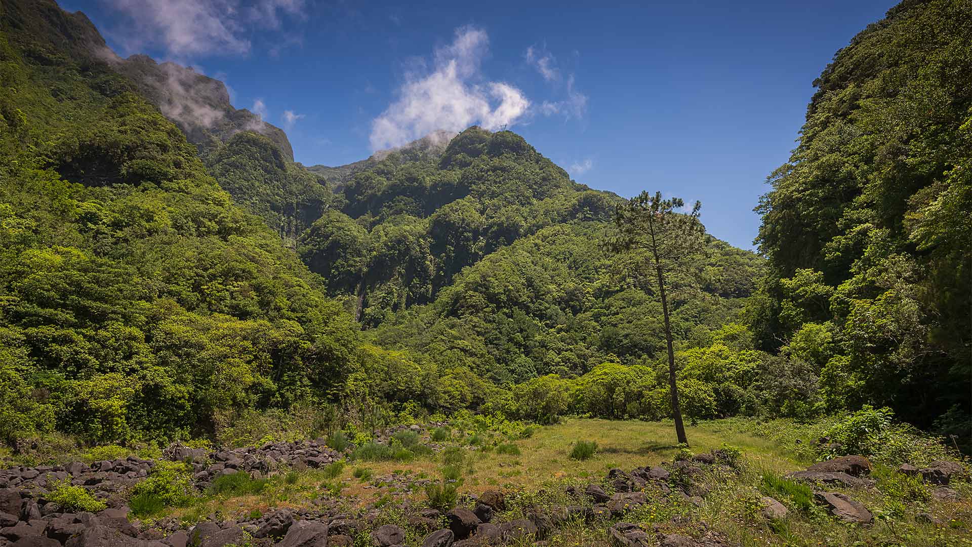 chão da ribeira seixal madeira 3